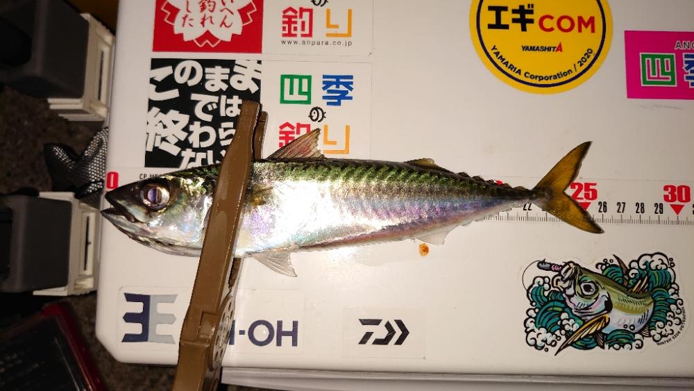 アジを求めてサバ釣果