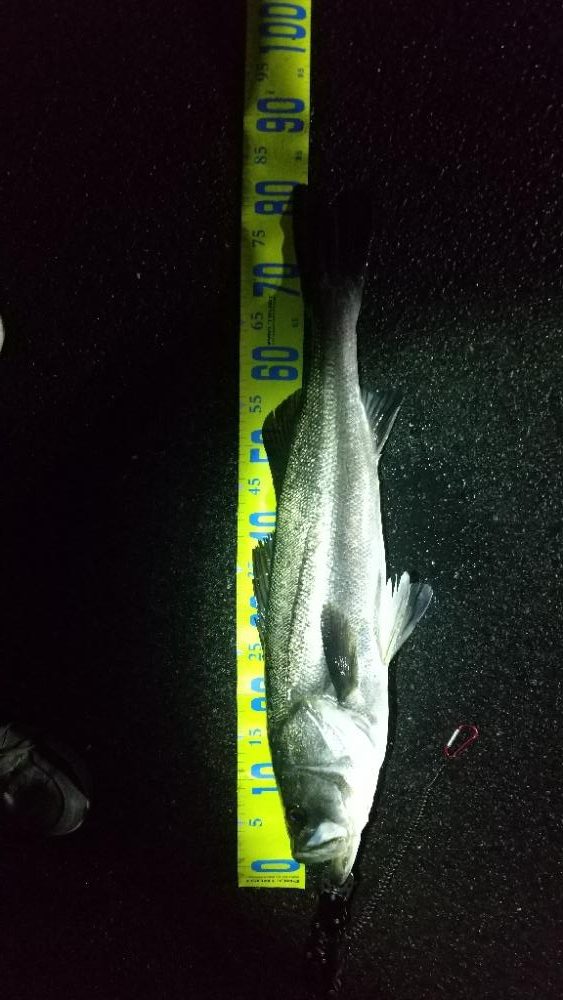 初のランカーシーバス