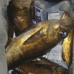 結局ライトソルト