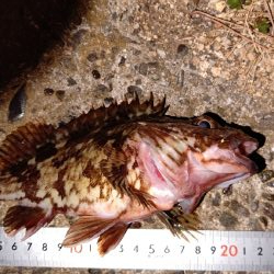 ちいさいガシラばっかり…