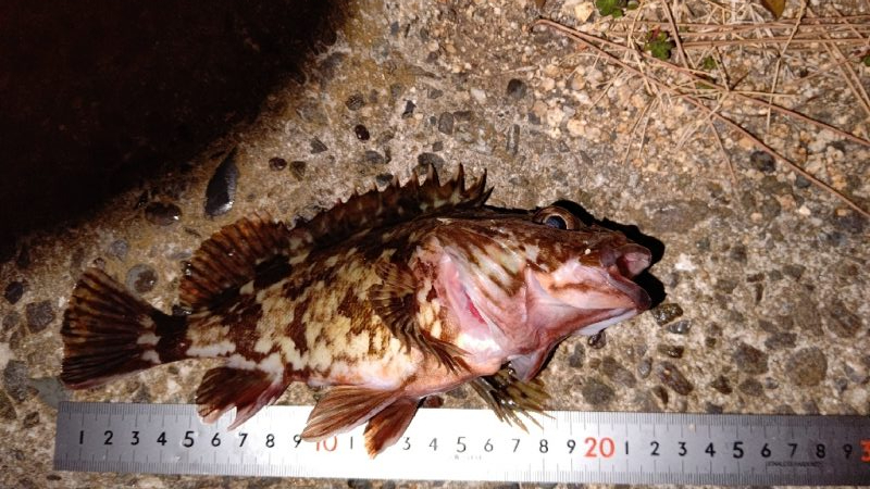 ちいさいガシラばっかり…