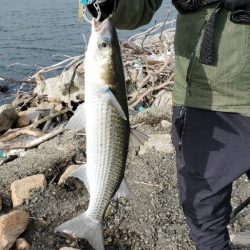 あれボラ?　でもナイスファイト