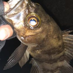 本日もメバリング～