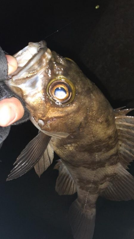 本日もメバリング～