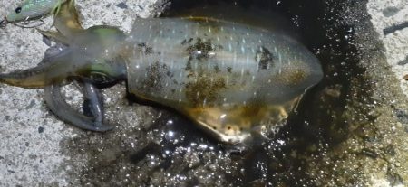 ヒラマサ後エギング