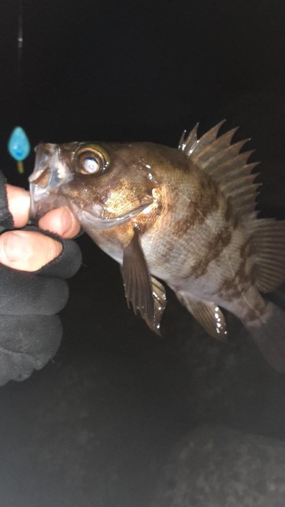 久々メバル調査～