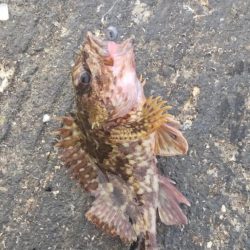 ちょっと魚を探しに！