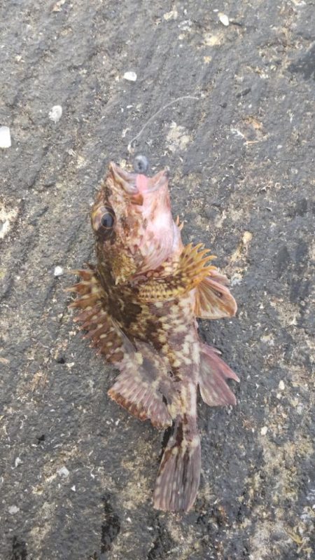 ちょっと魚を探しに！