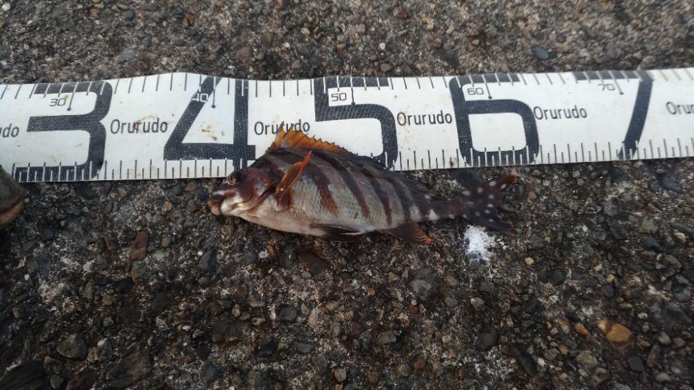 3/12釣果 色々釣れました