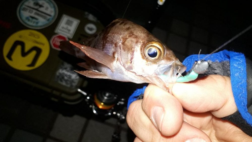 淡路島でメバリング