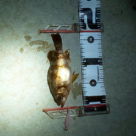 メバルはまだアフター中