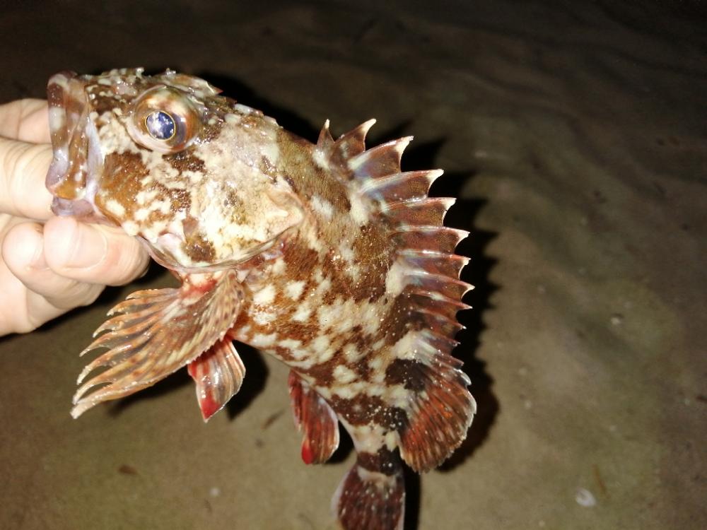 のんびりアナゴ釣り