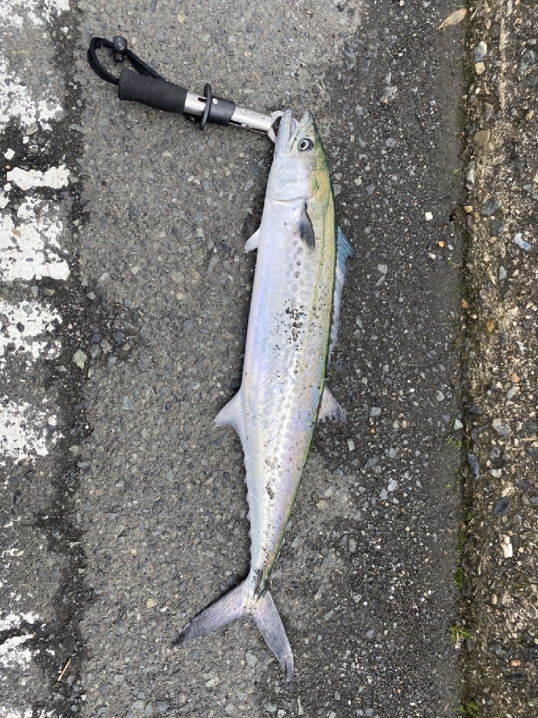 久しぶりのサゴシ