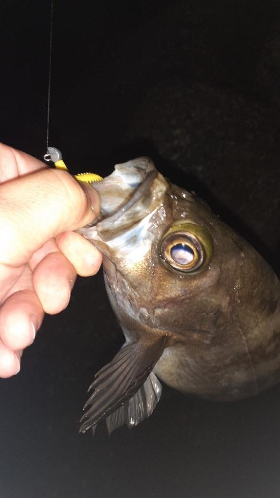 風がやんだのでメバリング