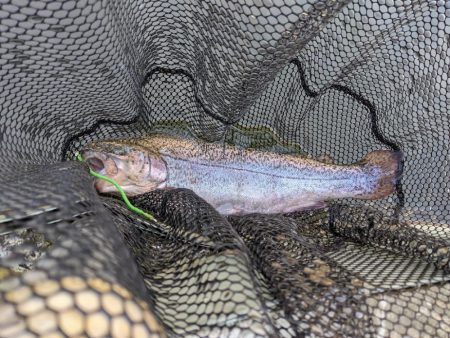 頂鱒を求めて〜