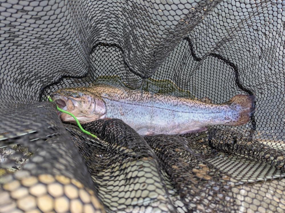 頂鱒を求めて〜