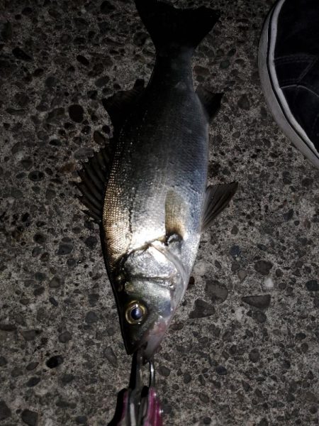 雨の合間をぬって