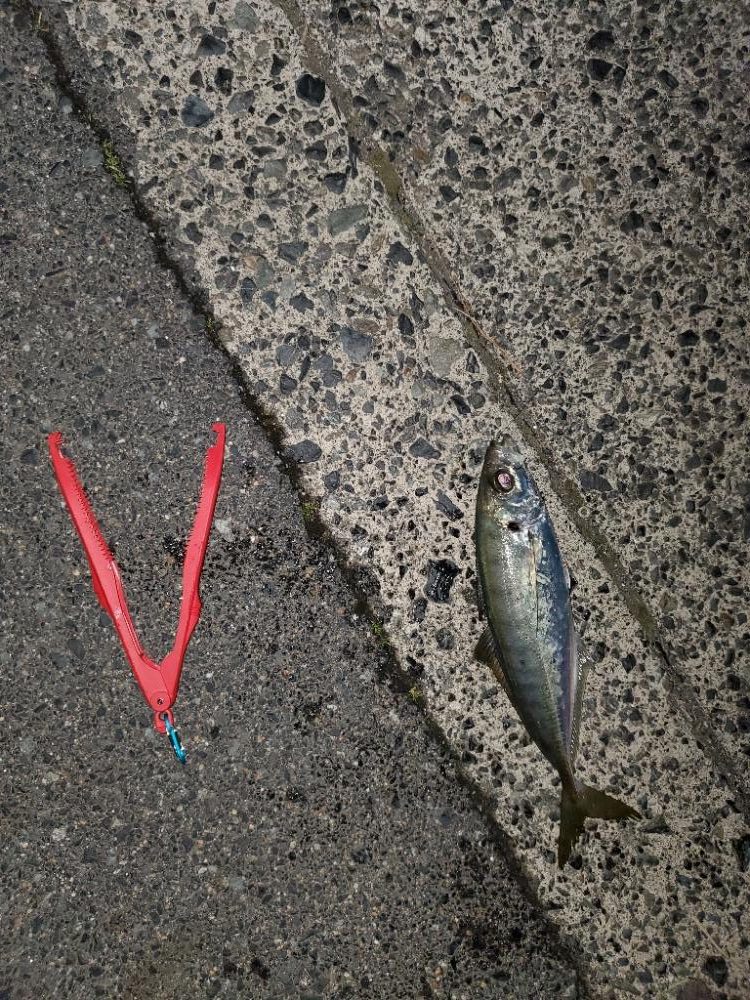 よーく引きました！