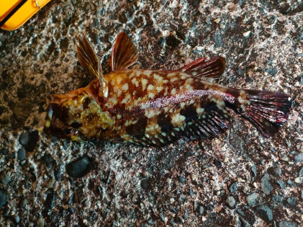 最高コンディションでカサゴ入れ喰い