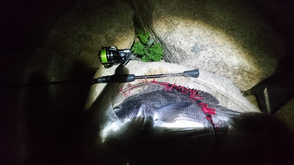 やっと釣れた。腕悪く打率低い