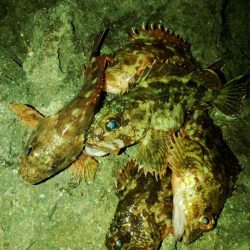 フロートゲーム～