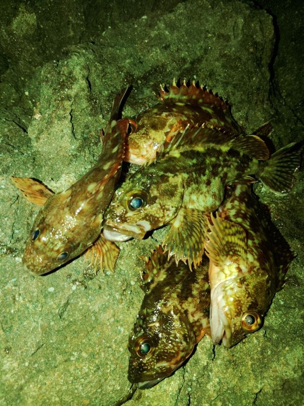 フロートゲーム~