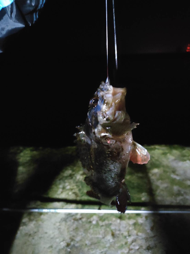 クロソイさん、いらっしゃい