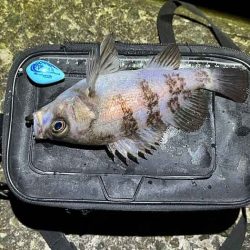 姫路の網干でフロートメバリング