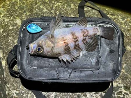 姫路の網干でフロートメバリング