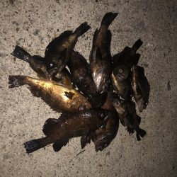 メバリング、２夜連続！