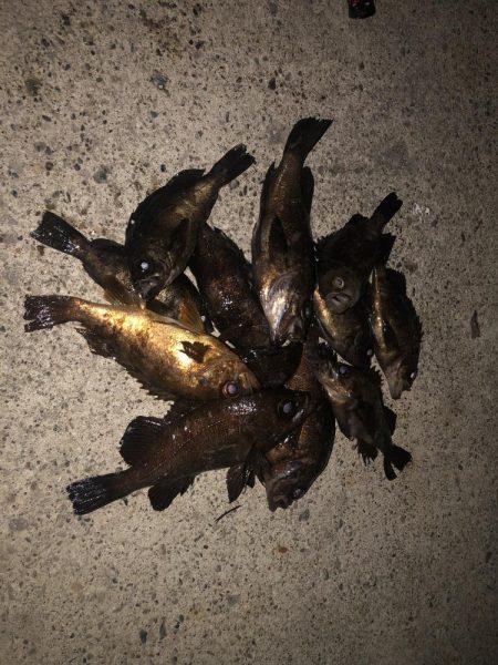 メバリング、２夜連続！