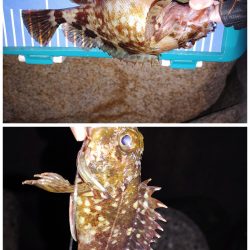 メバリングでのガシラ