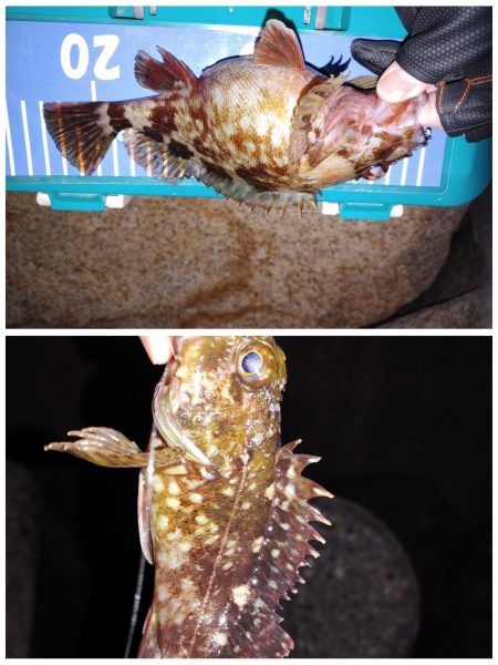 メバリングでのガシラ