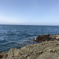 ハマチ50-53cm 3匹