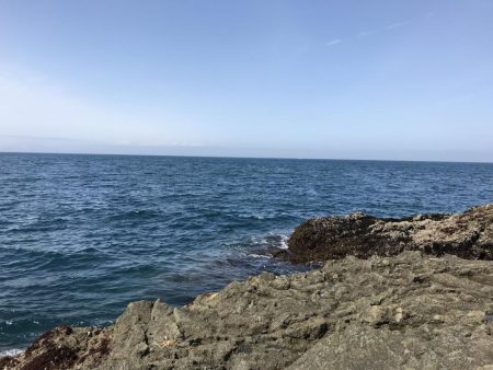 ハマチ50-53cm 3匹