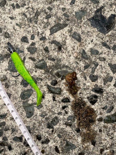 コアマンアルカリでメバリング