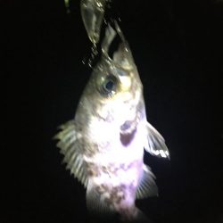 たかたか釣り日記