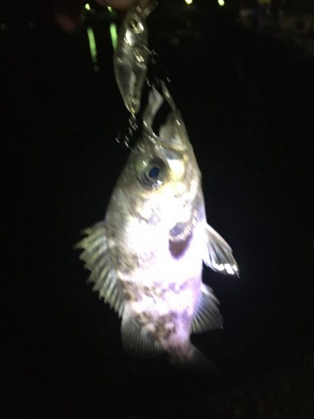 たかたか釣り日記