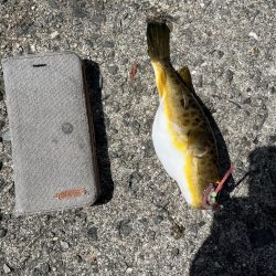 花見カレイ不発