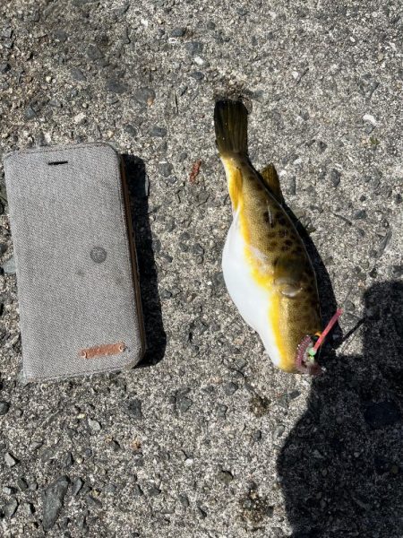 花見カレイ不発