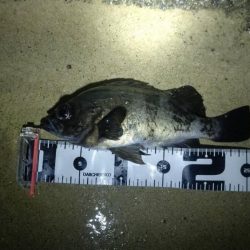 今年やっと満足できた