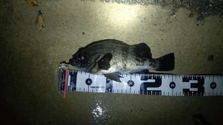 今年やっと満足できた