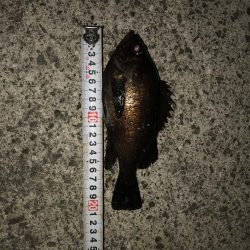 メバルの注文承りました。