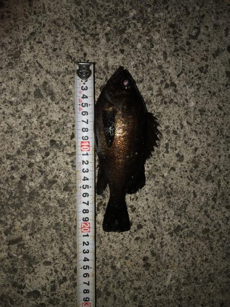 メバルの注文承りました。