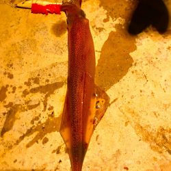 ラストヤリイカ