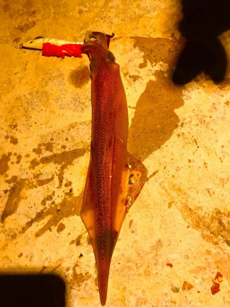 ラストヤリイカ