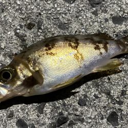 アオリ調査の筈が