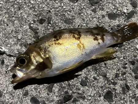 アオリ調査の筈が