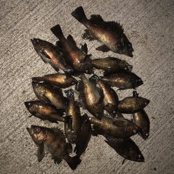 究極、ベビサの1.5！