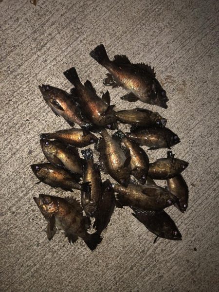 究極、ベビサの1.5！